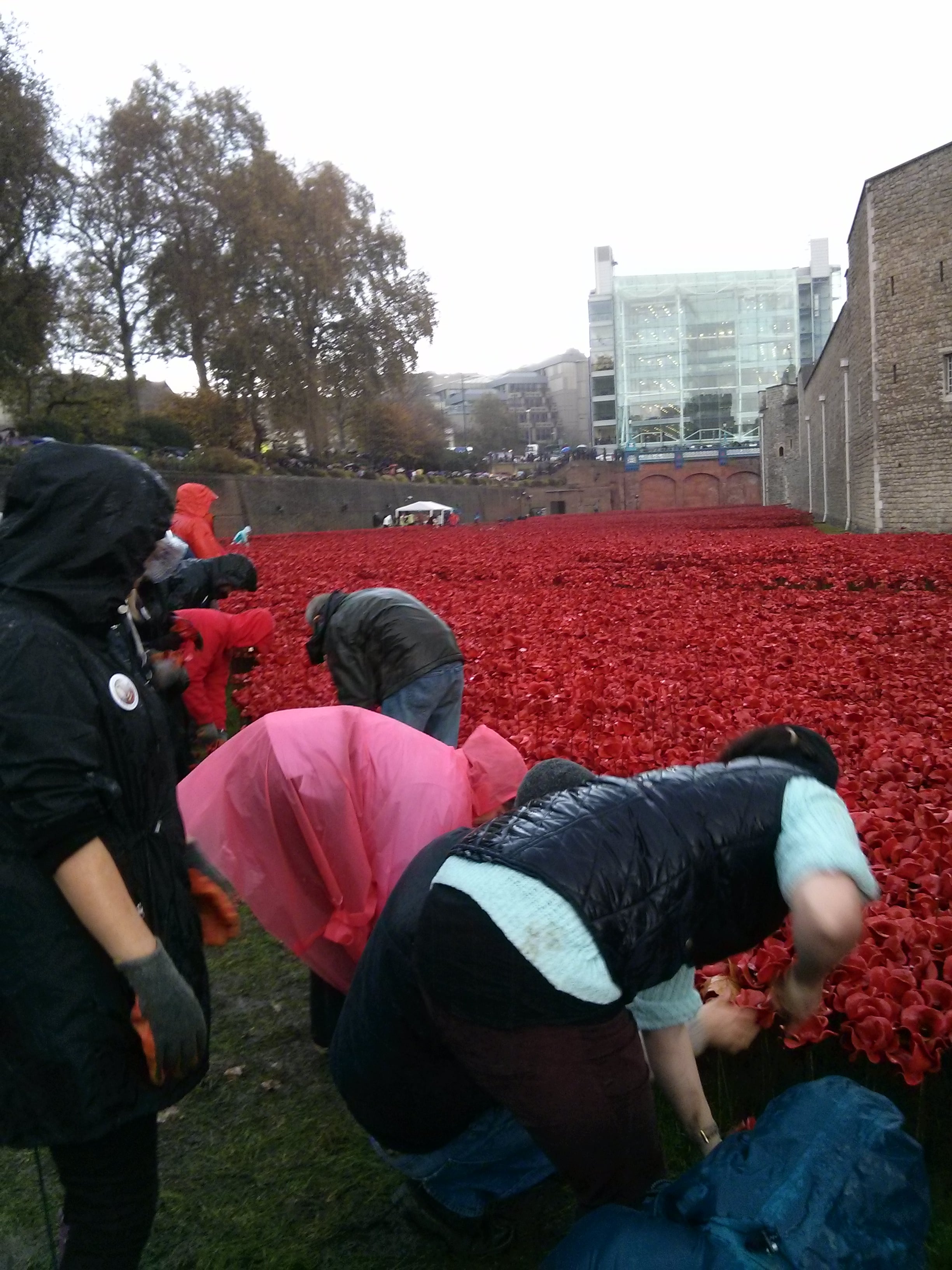 Tower of london volunteers picking poppies