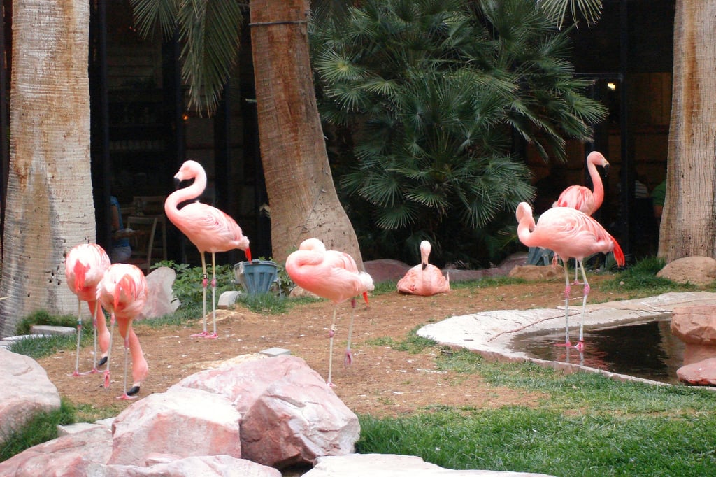 Wildlife Habitat at the Flamingo