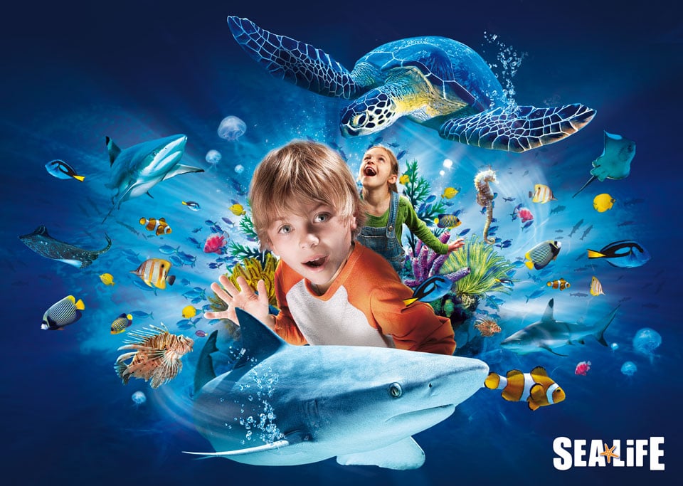 sea-life