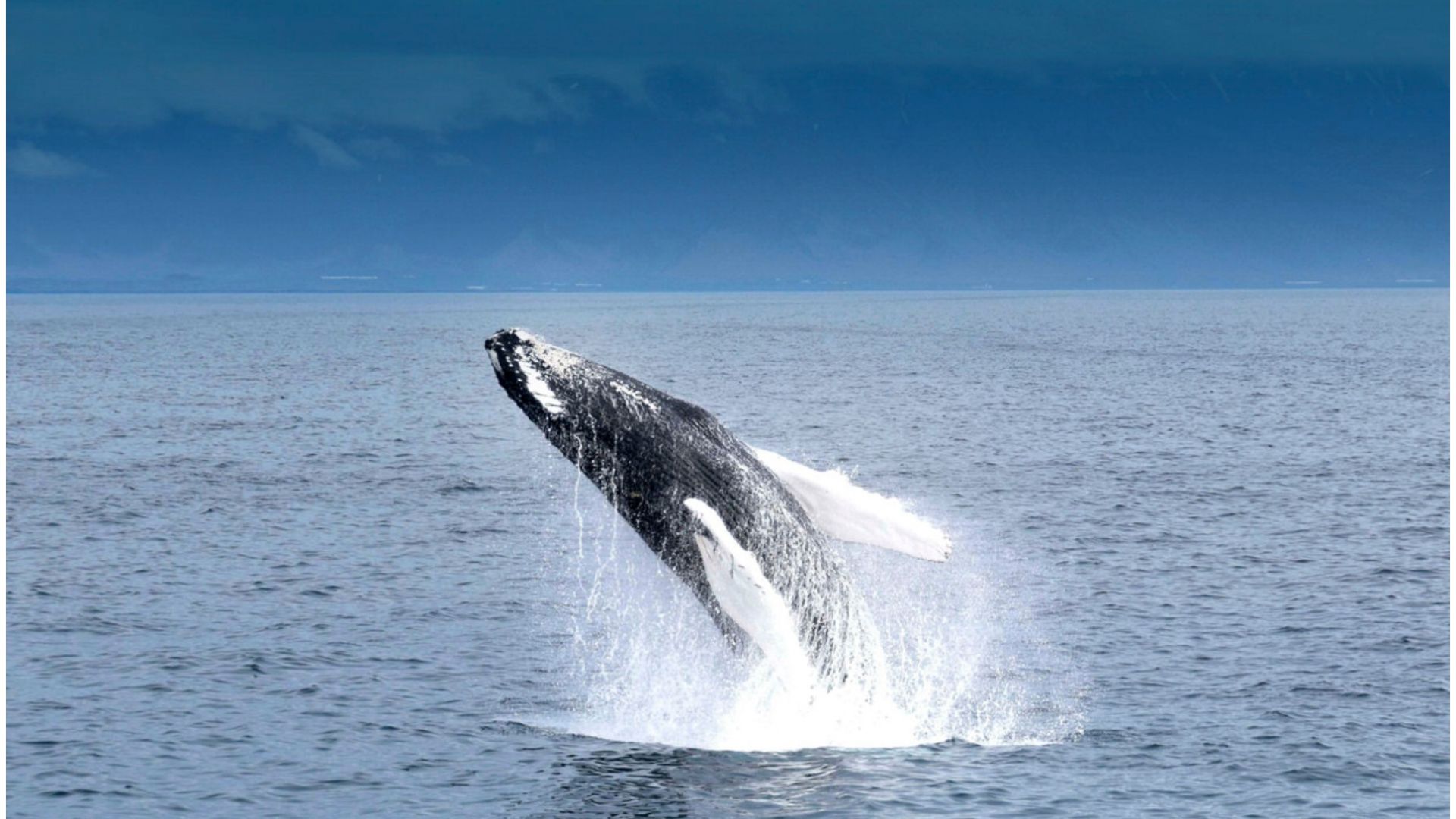 Reykjavik, Iceland: Nature’s Playground