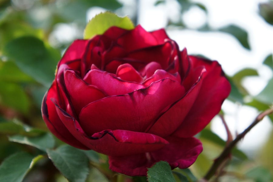 rose