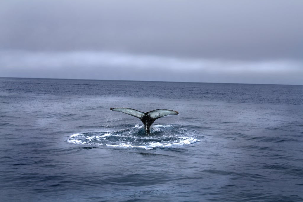 whale