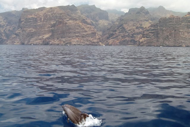 Dolphin spotting in Tenerife